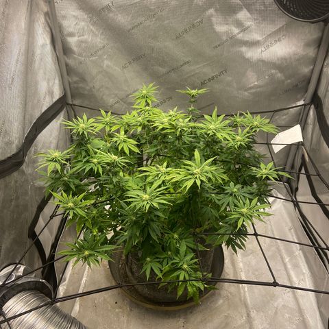 Gush Mintz growlog photo: -7:47pm