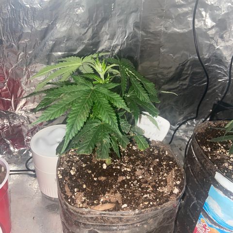 Gush Mintz Clone #1 growlog photo: -12:56am (technically Tuesday morning but wanted log to show on Monday)