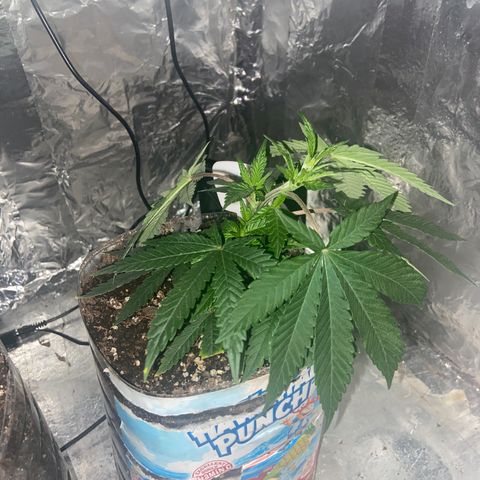 Gush Mintz Clone #2 growlog photo: -12:56am (technically Tuesday morning but wanted log to show on Monday)
