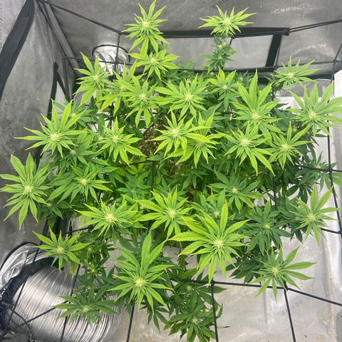 Gush Mintz growlog photo: -7:47pm