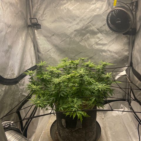 Gush Mintz growlog photo: -7:47pm