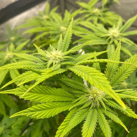 Gush Mintz growlog photo: -7:47pm