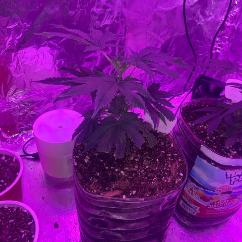 Gush Mintz Clone #1 growlog photo: -8:03pm