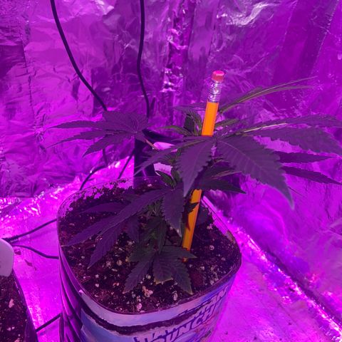 Gush Mintz Clone #2 growlog photo: -8:03pm