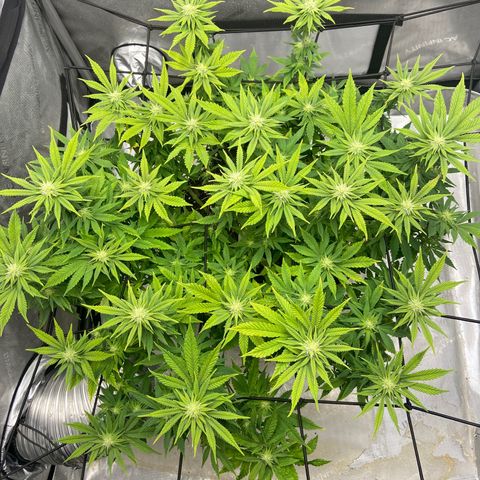 Gush Mintz growlog photo: -7:18pm