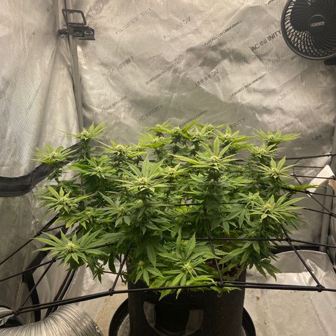 Gush Mintz growlog photo: -7:18pm