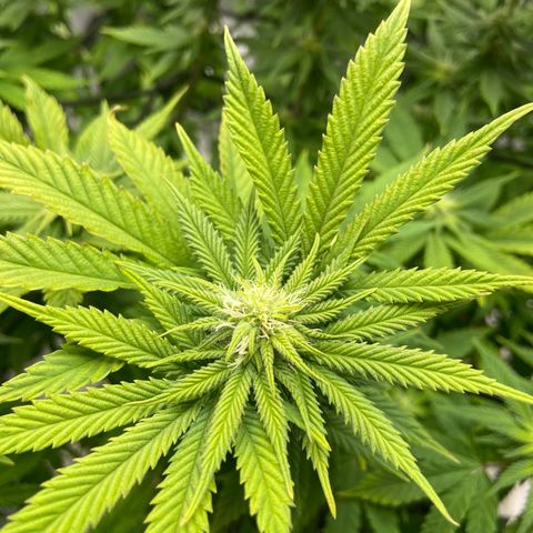 Gush Mintz growlog photo: -7:19pm