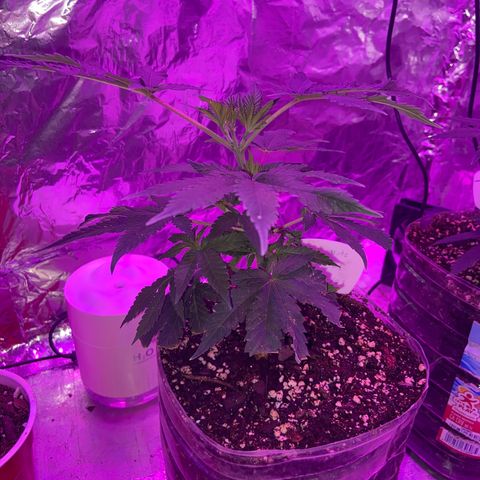 Gush Mintz Clone #1 growlog photo: -7:22pm