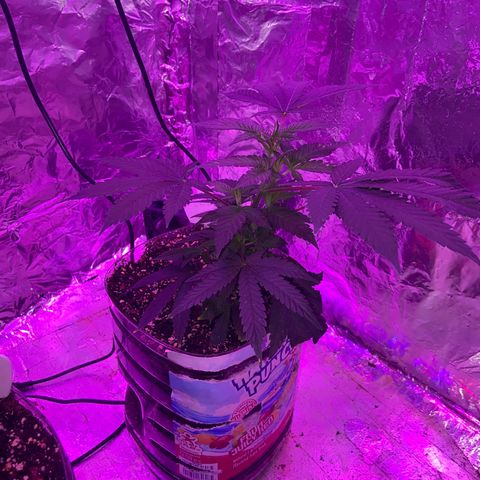 Gush Mintz Clone #2 growlog photo: -7:23pm