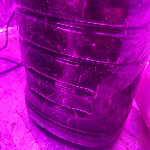 Gush Mintz Clone #2 growlog photo: -7:23pm
