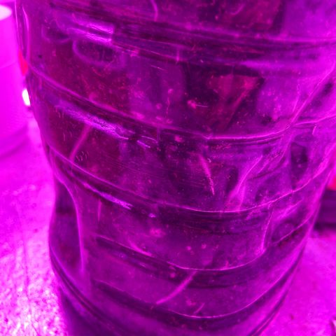 Gush Mintz Clone #1 growlog photo: -7:23pm