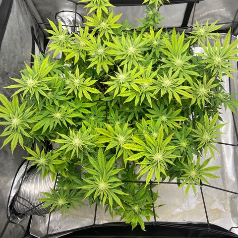 Gush Mintz growlog photo: -7:56pm