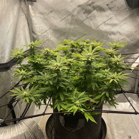 Gush Mintz growlog photo: -7:57pm