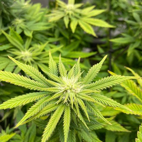 Gush Mintz growlog photo: -7:57pm