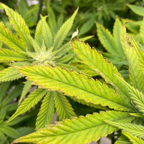 Gush Mintz growlog photo: -7:57pm