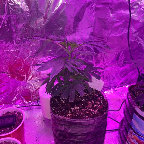 Gush Mintz Clone #1 growlog photo: -9:42pm