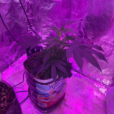 Gush Mintz Clone #2 growlog photo: -9:42pm
