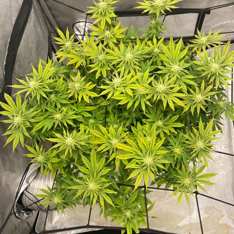 Gush Mintz growlog photo: -7:17pm