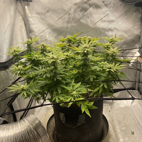 Gush Mintz growlog photo: -7:18pm