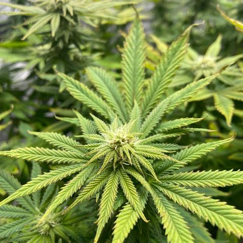 Gush Mintz growlog photo: -7:18pm