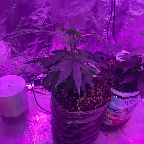 Gush Mintz Clone #1 growlog photo: -11:25pm