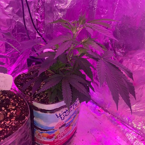 Gush Mintz Clone #2 growlog photo: -11:26pm