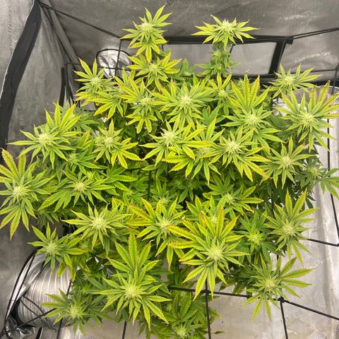 Gush Mintz growlog photo: -7:55pm
