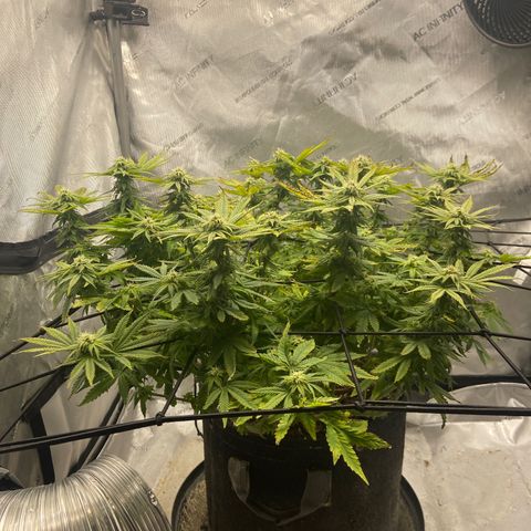 Gush Mintz growlog photo: -7:55pm