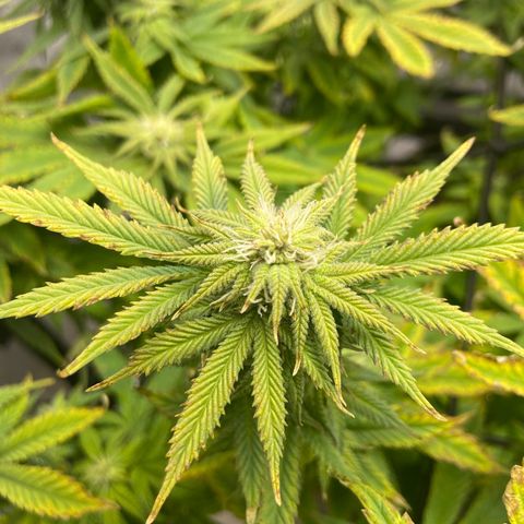 Gush Mintz growlog photo: -7:55pm