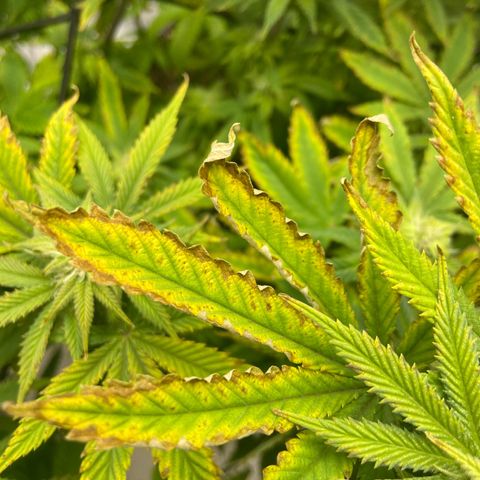 Gush Mintz growlog photo: -7:56pm