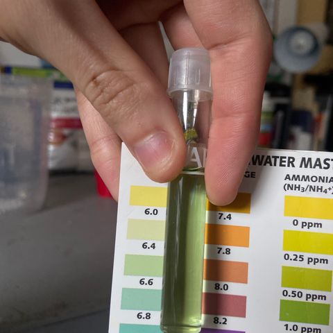 Gush Mintz Clone #2 growlog photo: -10:22am