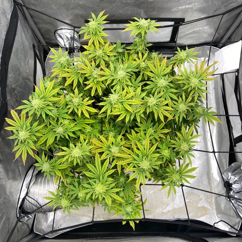 Gush Mintz growlog photo: -8:05pm