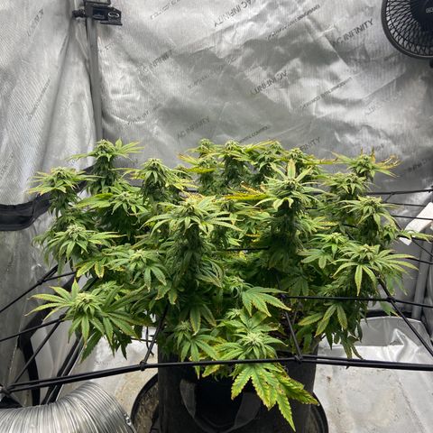 Gush Mintz growlog photo: -8:05pm