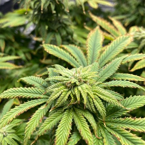 Gush Mintz growlog photo: -8:05pm
