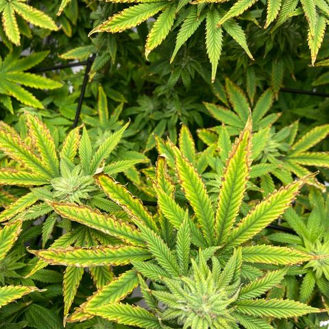 Gush Mintz growlog photo: 8:05pm