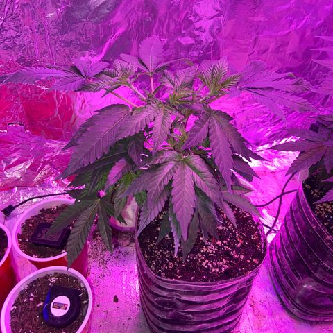 Gush Mintz Clone #1 growlog photo: -9:44pm