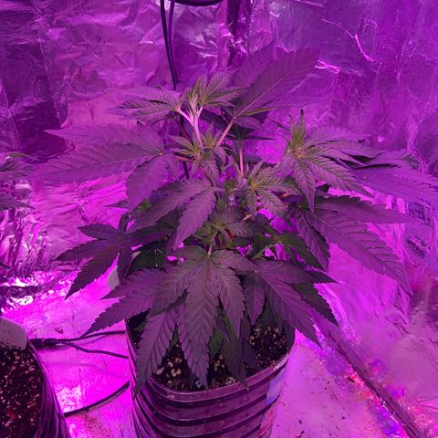 Gush Mintz Clone #2 growlog photo: -9:44pm