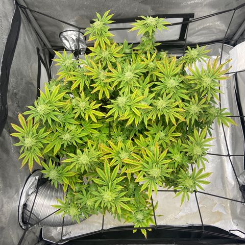 Gush Mintz growlog photo: -6:35pm