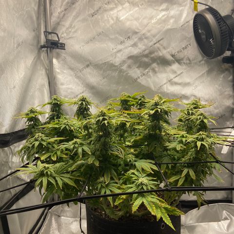 Gush Mintz growlog photo: -6:35pm