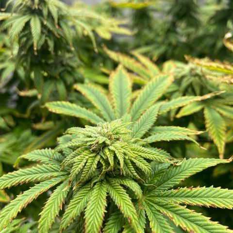 Gush Mintz growlog photo: -6:35pm