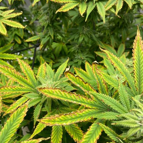 Gush Mintz growlog photo: -6:36pm