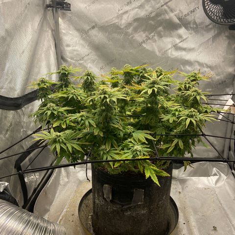 Gush Mintz growlog photo: -7:56pm