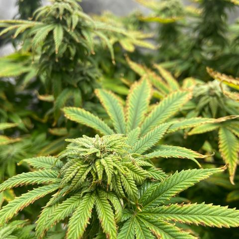 Gush Mintz growlog photo: 7:57pm