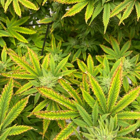 Gush Mintz growlog photo: -7:57pm
