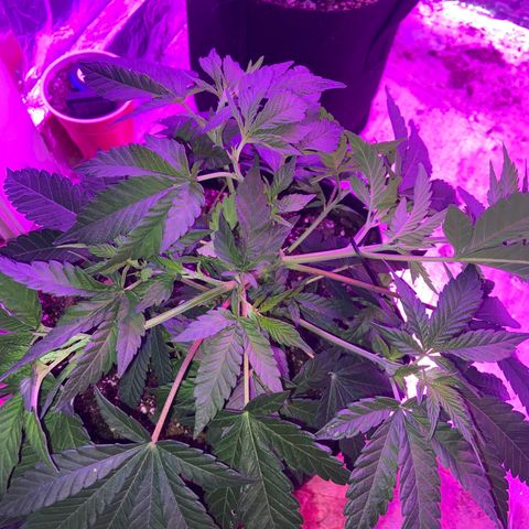 Gush Mintz Clone #2 growlog photo: -12:46pm