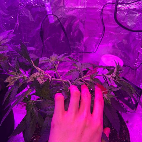 Gush Mintz Clone #2 growlog photo: -12:47pm