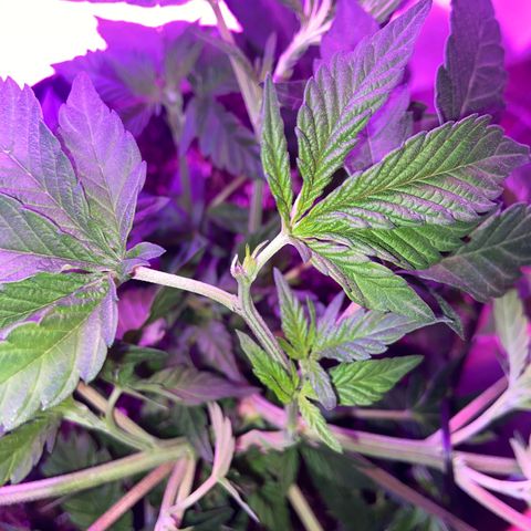 Gush Mintz Clone #2 growlog photo: -12:49pm