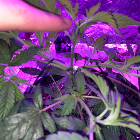 Gush Mintz Clone #1 growlog photo: -1:01pm