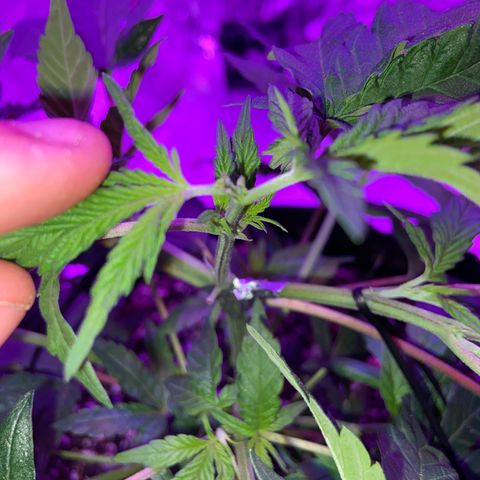 Gush Mintz Clone #1 growlog photo: -1:01pm