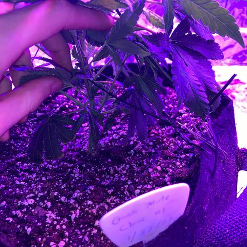 Gush Mintz Clone #1 growlog photo: -1:02pm